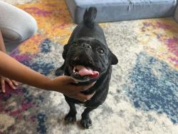 Reunited Male Dog last seen First and prince, Tucson, AZ 85719