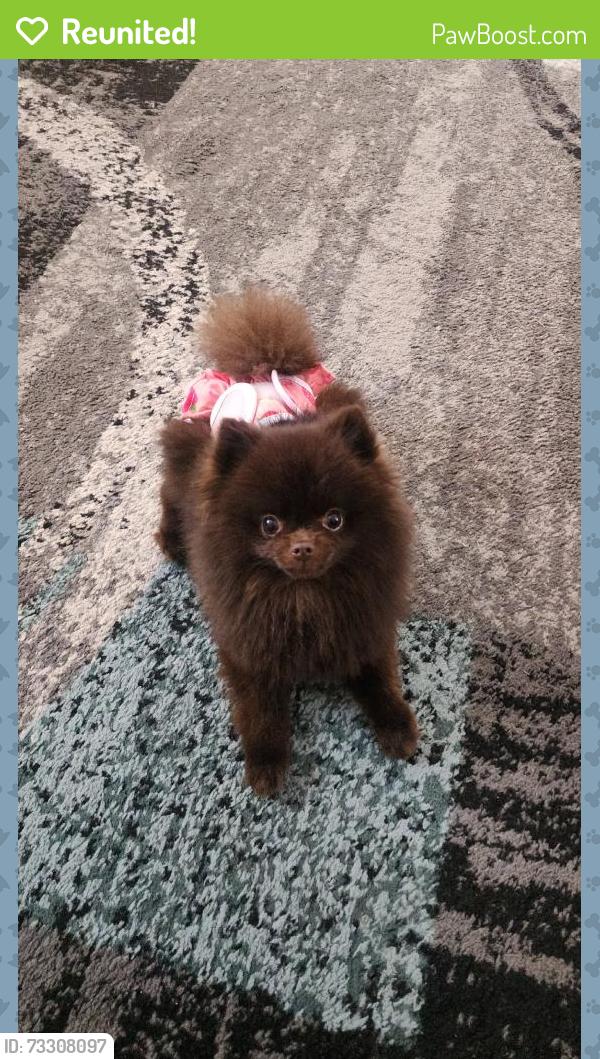 Reunited Female Dog last seen South Valley, NM, USA, South Valley, NM 87105