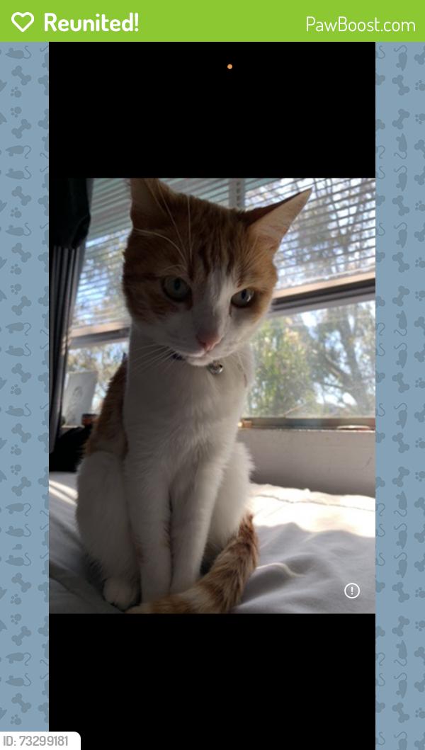 Reunited Male Cat last seen Via Sonora Oceanside CA, Oceanside, CA 92054