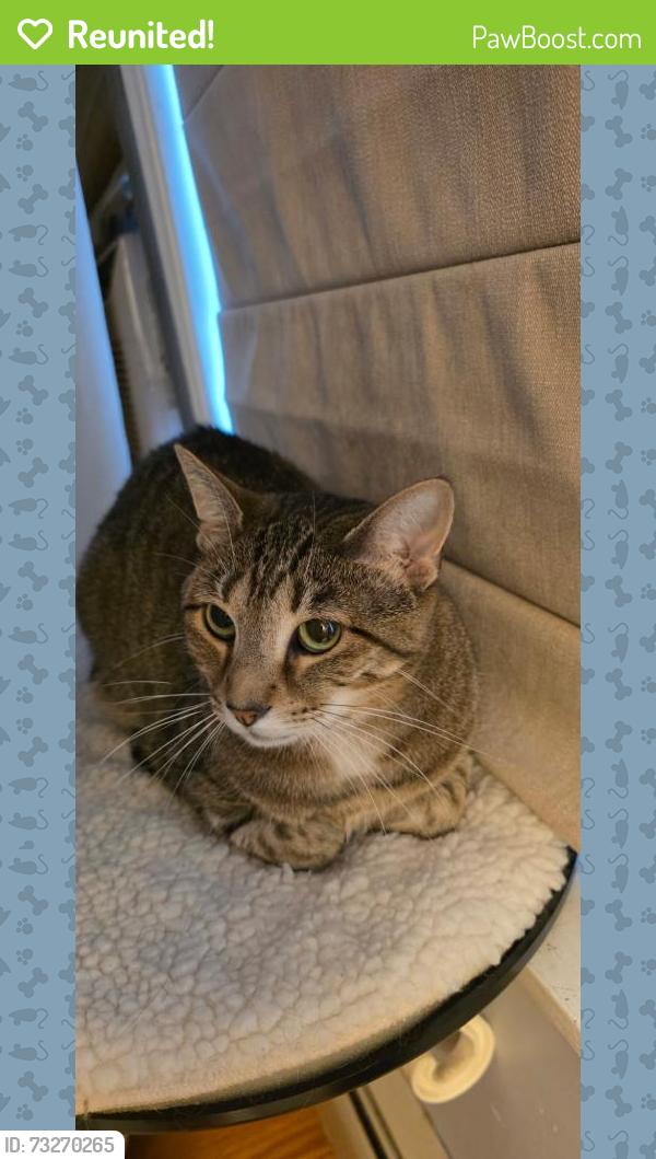 Reunited Female Cat last seen Maple Ridge condos, Merrimack, NH 03054