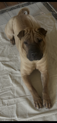 Reunited Male Dog last seen 43rd gary, Lubbock, TX 79413
