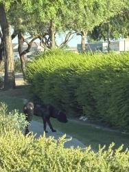 Found/Stray Female Dog last seen 91st and Thomas, Phoenix, AZ 85037