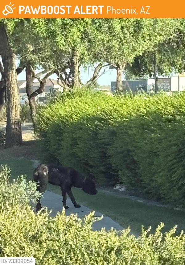 Found/Stray Female Dog last seen 91st and Thomas, Phoenix, AZ 85037