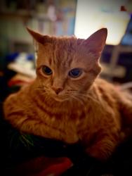 Lost Male Cat last seen Ecoff Ave., Chester, VA 23831