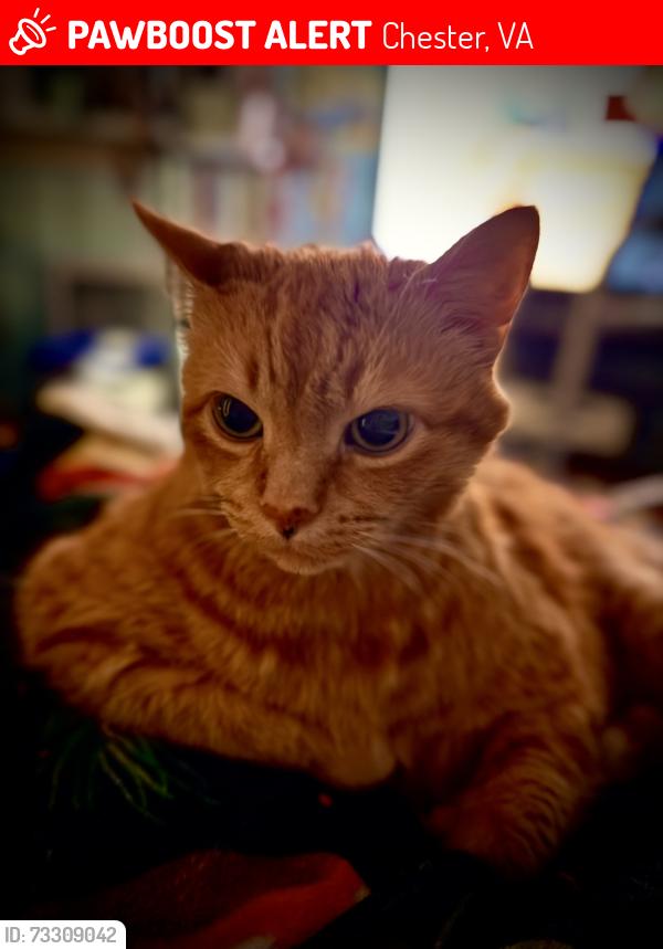 Lost Male Cat last seen Ecoff Ave., Chester, VA 23831