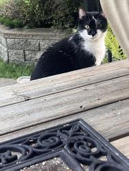 Found/Stray Unknown Cat last seen Allendale, Edmonton, AB T6H 1Z5