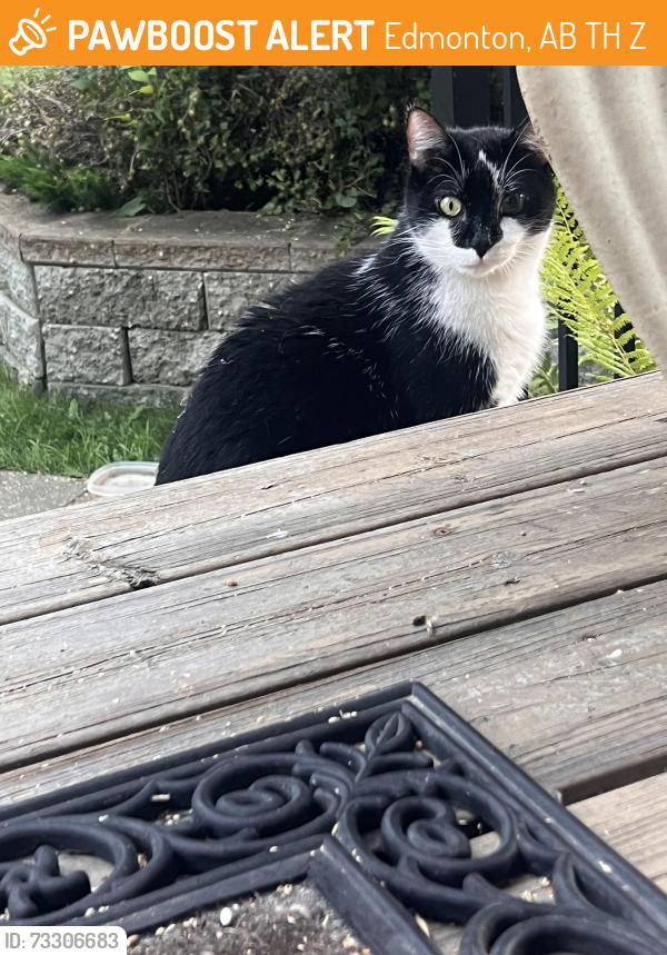 Found/Stray Unknown Cat last seen Allendale, Edmonton, AB T6H 1Z5