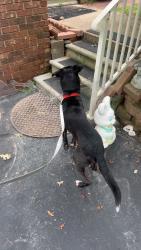 Reunited Female Dog last seen Jackson park, Hendersonville, NC 28792