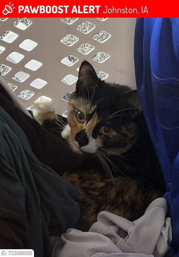 Lost Female Cat last seen Near garrison court, Johnston, IA 50131