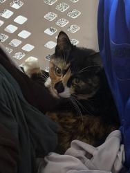 Lost Female Cat last seen Near garrison court, Johnston, IA 50131