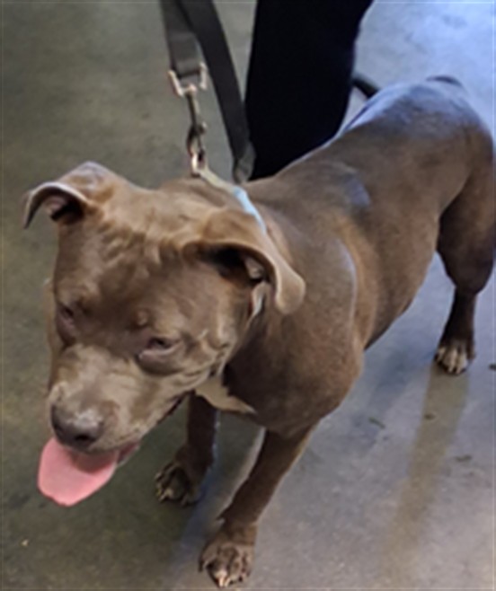 Shelter Stray Female Dog last seen , 1850 W 60th St, Los Angeles, CA 90047, USA