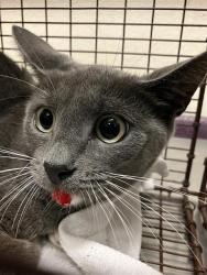 Shelter Stray Female Cat last seen Near BLOCK BLCK E 69TH WAY, LONG BEACH, CA 90805, 7700 E Spring St, Long Beach, CA 90815, USA