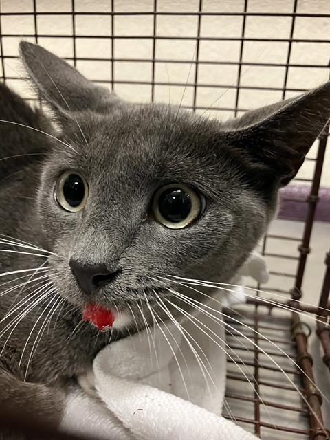Shelter Stray Female Cat last seen Near BLOCK BLCK E 69TH WAY, LONG BEACH, CA 90805, 7700 E Spring St, Long Beach, CA 90815, USA
