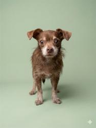 Shelter Stray Male Dog last seen Near BLOCK W 11TH ST, 2020 Forest St, Jacksonville, FL 32204, USA