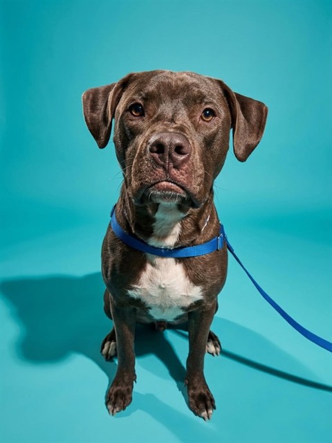 Shelter Stray Male Dog last seen Near BLOCK 1ST AVE, 2020 Forest St, Jacksonville, FL 32204, USA