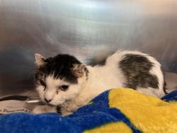 Shelter Stray Female Cat last seen MALDEN, 350 S Huntington Ave, Jamaica Plain, MA 02130, USA