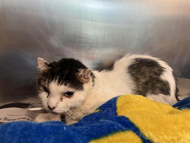 Shelter Stray Female Cat last seen MALDEN, 350 S Huntington Ave, Jamaica Plain, MA 02130, USA