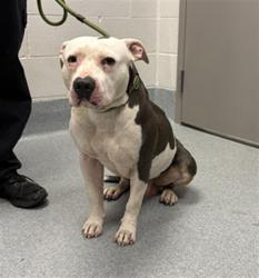 Shelter Stray Male Dog last seen Near, 2600 S Harding St, Indianapolis, IN 46221, USA