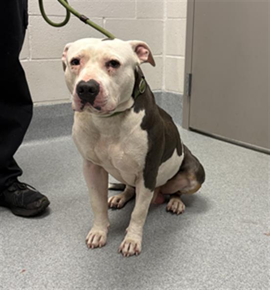 Shelter Stray Male Dog last seen Near, 2600 S Harding St, Indianapolis, IN 46221, USA