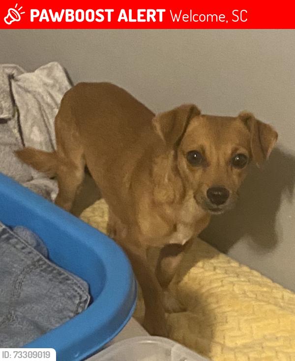 Lost Male Dog last seen Mary St & York Dr, Near Welcome Park, Welcome, SC 29611