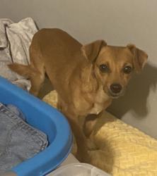 Lost Male Dog last seen Mary St & York Dr, Near Welcome Park, Welcome, SC 29611