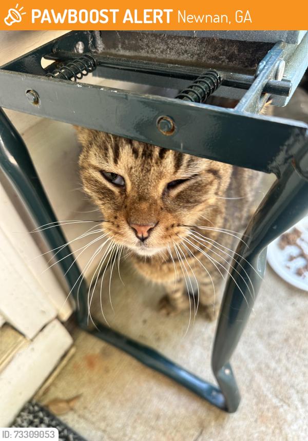 Found/Stray Unknown Cat last seen HUNTERIAN AND WESTHILL IN NEWNAN GA, Newnan, GA 30265
