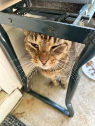 Found/Stray Unknown Cat last seen HUNTERIAN AND WESTHILL IN NEWNAN GA, Newnan, GA 30265