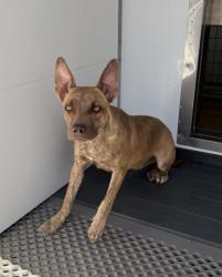 Shelter Stray Female Dog last seen Near BLOCK EMERALD AVE, 333 Chandler Pl, San Bernardino, CA 92408, USA