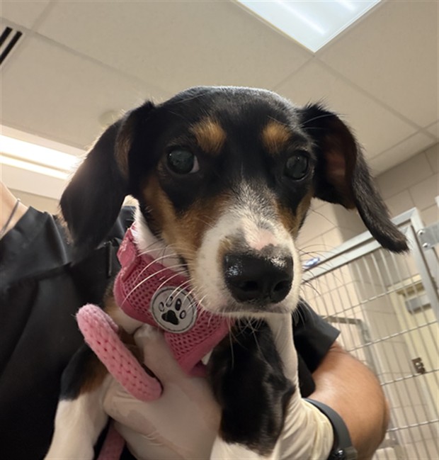 Shelter Stray Female Dog last seen Near BLOCK PASEO DE PERALTA SANTA FE NM 87501, 100 Caja Del Rio Rd, Santa Fe, NM 87507, USA