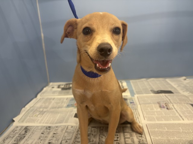 Shelter Stray Female Dog last seen WATERMAN X 9TH, 333 Chandler Pl, San Bernardino, CA 92408, USA