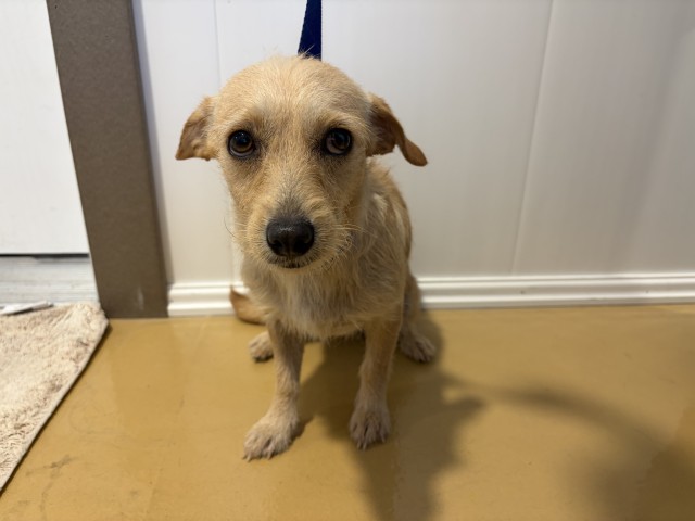 Shelter Stray Female Dog last seen WATERMAN X 9TH, 333 Chandler Pl, San Bernardino, CA 92408, USA