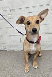 Shelter Stray Female Dog last seen FREMONTIA DR AND 28TH ST, 333 Chandler Pl, San Bernardino, CA 92408, USA