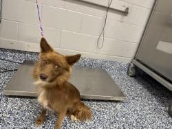 Shelter Stray Male Dog last seen YALE ST/ COLUMBIA AVE INDIO, 72050 Pet Land Pl, Thousand Palms, CA 92276, USA