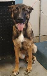 Shelter Stray Female Dog last seen , 600 Aviation Dr, Camarillo, CA 93010, USA