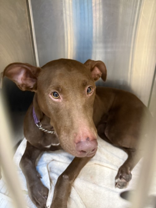 Shelter Stray Female Dog last seen , 957 N Gaffey St, San Pedro, CA 90731, USA