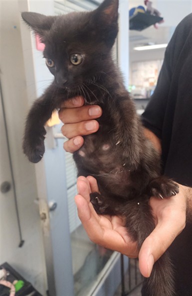 Shelter Stray Female Cat last seen , 11361 W Pico Blvd, Los Angeles, CA 90064, USA