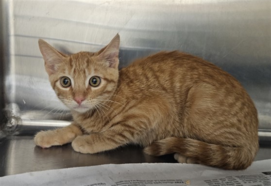Shelter Stray Male Cat last seen , 3201 Lacy St, Los Angeles, CA 90031, USA