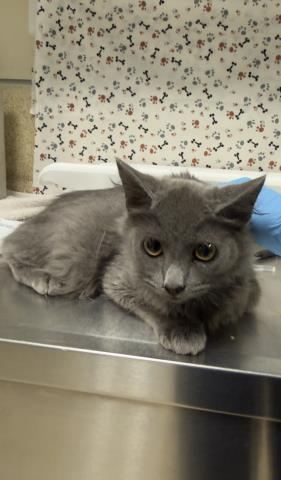 Shelter Stray Male Cat last seen CAJALCO AND DECKERROSE, MEAD VALLEY, CA, 6851 Van Buren Boulevard, Jurupa Valley, CA 92509, USA