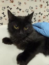 Shelter Stray Male Cat last seen CAJALCO AND DECKERROSE, MEAD VALLEY, CA, 6851 Van Buren Boulevard, Jurupa Valley, CA 92509, USA