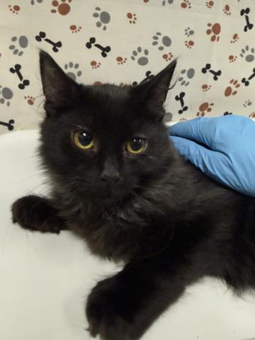 Shelter Stray Male Cat last seen CAJALCO AND DECKERROSE, MEAD VALLEY, CA, 6851 Van Buren Boulevard, Jurupa Valley, CA 92509, USA