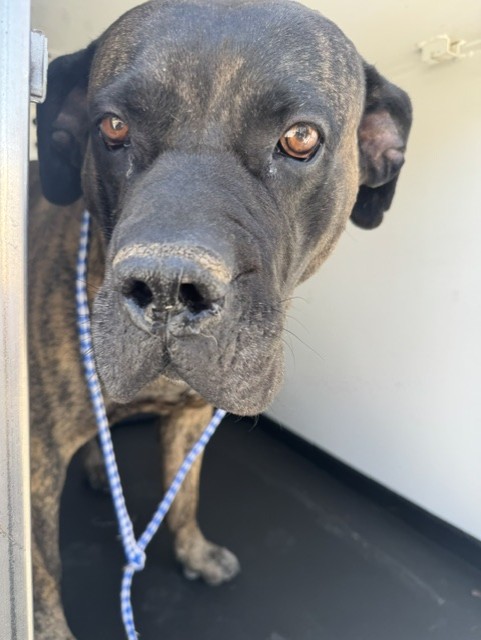 Shelter Stray Male Dog last seen Near BLK AVOCADO LN, BAKERSFIELD CA, 201 S Mt Vernon Ave, Bakersfield, CA 93307, USA