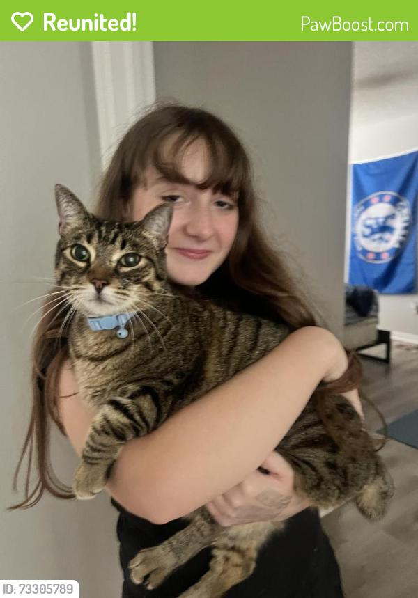 Reunited Male Cat last seen Home goods parking lot, Lutz, FL 33548