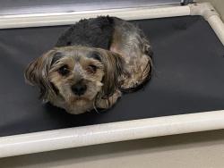 Shelter Stray Male Dog last seen , 3839 W Burnham St, West Milwaukee, WI 53215, USA