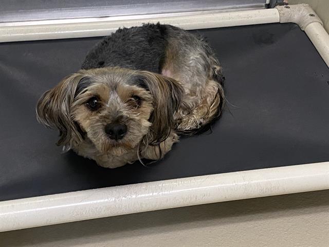 Shelter Stray Male Dog last seen , 3839 W Burnham St, West Milwaukee, WI 53215, USA