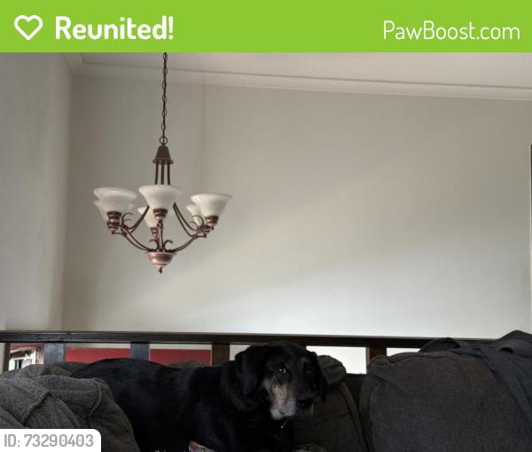 Reunited Male Dog last seen Grand river, Howell, MI 48843