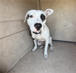 Shelter Stray Female Dog last seen VANCE ST, 130 Beyer Way, Chula Vista, CA 91911, USA