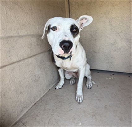 Shelter Stray Female Dog last seen VANCE ST, 130 Beyer Way, Chula Vista, CA 91911, USA