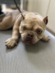 Shelter Stray Female Dog last seen LEMON GROVE PARK, 130 Beyer Way, Chula Vista, CA 91911, USA
