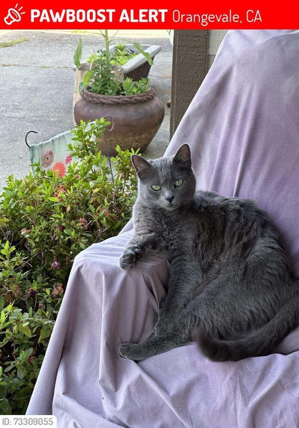 Lost Female Cat last seen Near Chastain Street, Orangevale, Orangevale, CA 95662