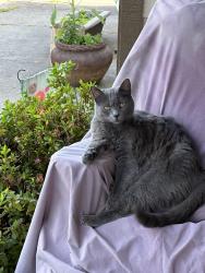 Lost Female Cat last seen Near Chastain Street, Orangevale, Orangevale, CA 95662